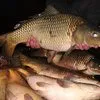 крупная жывая рыба карп в Курске