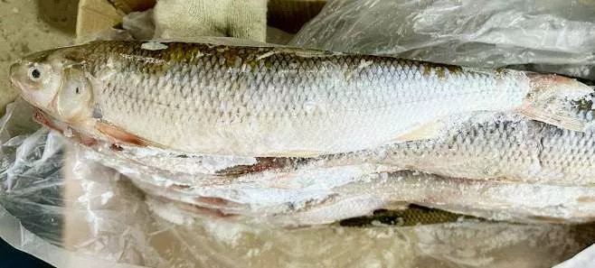 Фотография продукта Рыба - щука, сом, сельдь, сазан, морож.